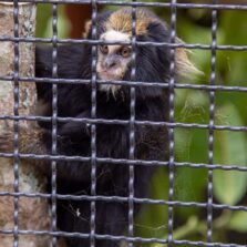 UFV inaugura sede do Centro de Conservação dos Saguis-da-Serra