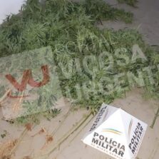 Homem é preso com 22 pés de maconha em Cajuri