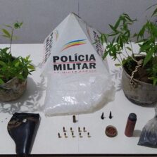 PM apreende pés de maconha e munições em Senador Firmino