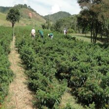 Pimenta malagueta pode ajudar no controle de pragas na lavoura