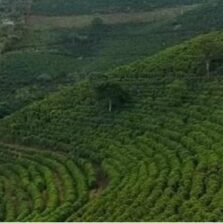 Aumento da área em produção reduz perdas no café arábica