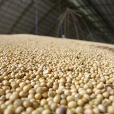 IBGE prevê safra recorde de 258,5 milhões de toneladas em 2021