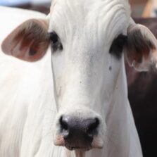 Vacinação contra a febre aftosa tem balanço positivo em Minas