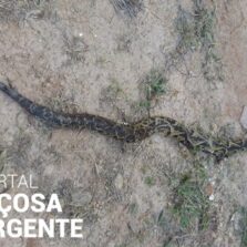 Homem morre após ser picado por cobra venenosa em Porto Firme