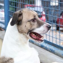 Cães e gatos podem ter vírus da covid-19, mas não transmitem a doença