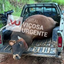 Carro quebra e ladrão de gado é preso em Canaã
