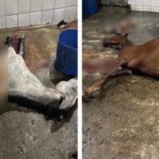 Polícia Civil fecha abatedouro clandestino em Mercês