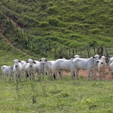 PCMG recupera 20 cabeças de gado em Brás Pires