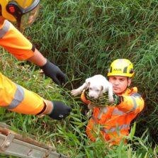 Viçosa: Bombeiros resgatam filhotes de cachorro em córrego