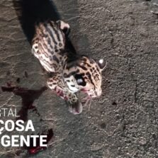 Onça é atropelada na rodovia que liga Ervália/Coimbra