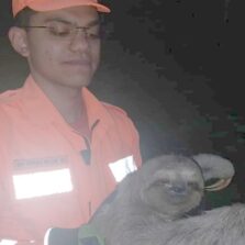 Bombeiros capturam bicho preguiça em Ubá