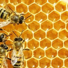 Bombeiros capturam abelhas no Campus da UFV
