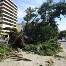 Aprovada proposta que facilita poda de árvores para evitar acidentes