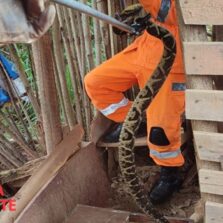 Vídeo: Corpo de Bombeiro captura cobra venenosa em Cajuri