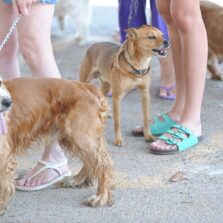Rio irá multar pet shops e clínicas que não relatarem maus-tratos