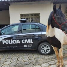 Polícia Civil de Viçosa localiza cavalo furtado