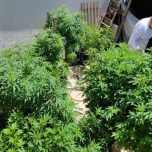 Saúde Cannabis medicinal: conheça histórias de quem luta para ter o remédio