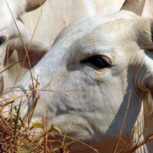 Pará confirma caso de vaca louca no interior do estado