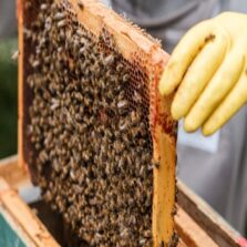 Portaria define novas regras para o comércio de mel