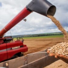 Aumento da temperatura vai afetar a produção de feijão no Brasil