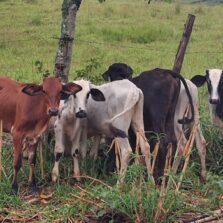 Polícia Civil recupera gado furtado em Tocantins