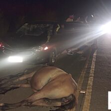 Cavalo solto provoca acidente na rodovia que liga Piranga/Porto Firme