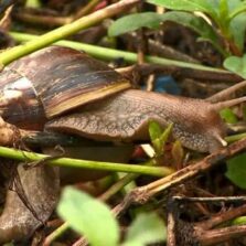 Prefeitura de Viçosa alerta sobre cuidados com Caramujos Africanos