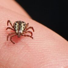 Pesquisadores buscam vacina contra a febre maculosa