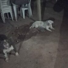 Viçosa: Cães atacam e matam dezenas de aves no Bairro Cidade Nova