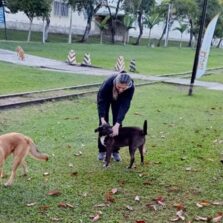 Equipes iniciam trabalho de recolhimento dos cães no campus Viçosa