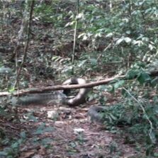 Centro-Oeste: PCMG identifica ossada e conclui caso de desaparecimento