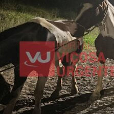 Cavalos Furtados em Coimbra São Localizados em Viçosa