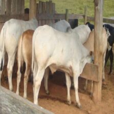 Epamig vai avaliar alternativas para reduzir emissão de metano na pecuária bovina