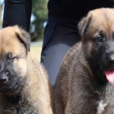 Confira o resultado da enquete que escolheu os nomes dos novos cães da Polícia Civil de Minas Gerais