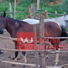 Equipe da Furtos e Roubos da Polícia Civil de Viçosa Recupera Éguas Furtadas de Haras em São Geraldo