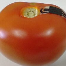 UFV Desenvolve Sensor Biodegradável para Detecção de Pesticidas em Alimentos