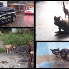 Polícia Civil prende homem por maus-tratos a animais em Teixeiras