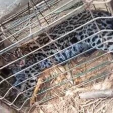 Equipe de Bombeiros Resgata Jaguatirica na Zona Rural de Viçosa