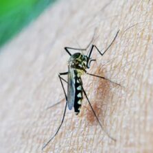Brasil passa de 4 milhões de casos de dengue; mortes chegam a 1.937