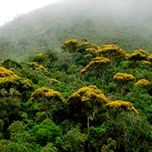 Em quatro meses, Minas já cumpriu mais de 10% de meta para reflorestamento da Mata Atlântica