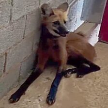 Polícia Militar do Meio Ambiente e Corpo de Bombeiros resgatam Lobo-Guará ferido em Cajuri