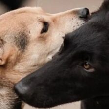 Governo de Minas apresenta balanço das ações de proteção à fauna doméstica em 2024