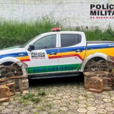 Viçosa: Polícia Militar de Meio Ambiente apreende 30 pássaros e aplica multa de mais de R$ 57 mil