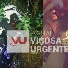 Coimbra: Motociclista fica ferido após atropelar boi na Br120