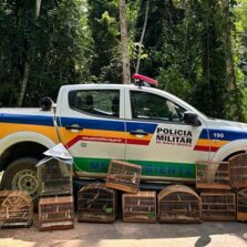 PM apreende 14 pássaros mantidos em cativeiro na zona rural de Viçosa