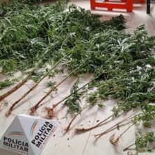 Homem é preso com 11 pés de maconha em Teixeiras
