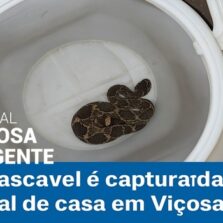 Cobra cascavel é encontrada em quintal e capturada pelos Bombeiros em Viçosa