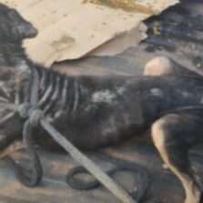 Homem é preso em Viçosa por maus-tratos a cães no bairro Bom Jesus em Viçosa