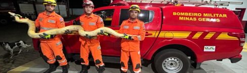 Bombeiros realizam resgate de cobra Píton em Paula Cândido