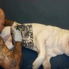 Governo sanciona lei que proíbe tatuagens e piercings em cães e gatos